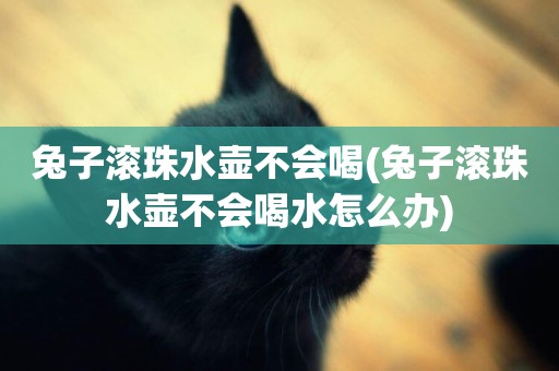 兔子滾珠水壺不會喝(兔子滾珠水壺不會喝水怎么辦)