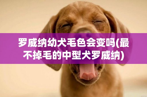 羅威納幼犬毛色會變嗎(最不掉毛的中型犬羅威納)