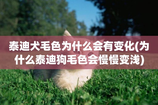 泰迪犬毛色為什么會有變化(為什么泰迪狗毛色會慢慢變淺)