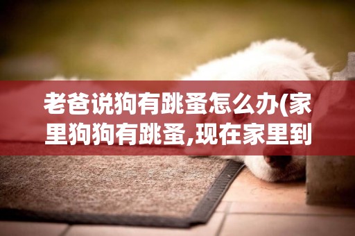 老爸說狗有跳蚤怎么辦(家里狗狗有跳蚤,現在家里到處都是,怎么解)