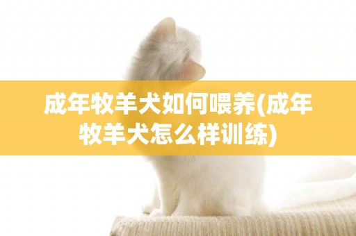 成年牧羊犬如何喂養(成年牧羊犬怎么樣訓練)