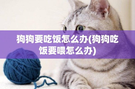 狗狗要吃飯怎么辦(狗狗吃飯要喂怎么辦)