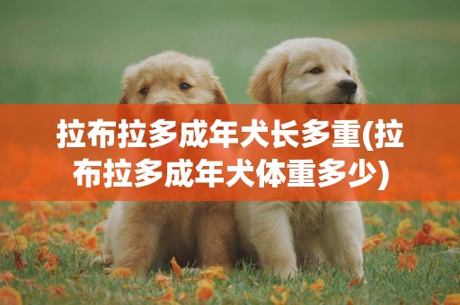 拉布拉多成年犬長多重(拉布拉多成年犬體重多少)