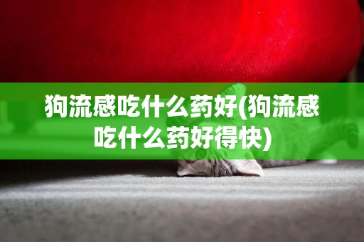 狗流感吃什么藥好(狗流感吃什么藥好得快)