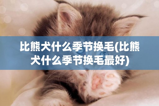 比熊犬什么季節換毛(比熊犬什么季節換毛最好)