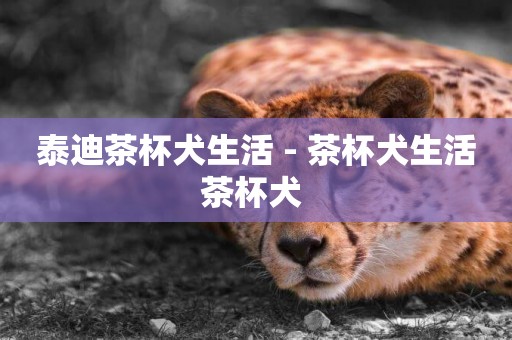 泰迪茶杯犬生活 - 茶杯犬生活茶杯犬 
