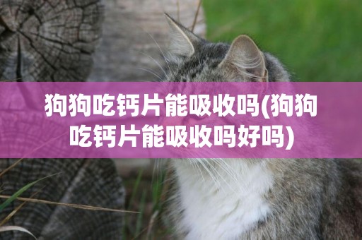 狗狗吃鈣片能吸收嗎(狗狗吃鈣片能吸收嗎好嗎)