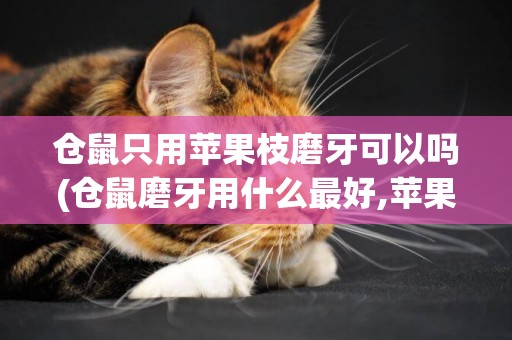 倉鼠只用蘋果枝磨牙可以嗎(倉鼠磨牙用什么最好,蘋果枝不愛吃)