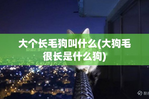 大個長毛狗叫什么(大狗毛很長是什么狗)