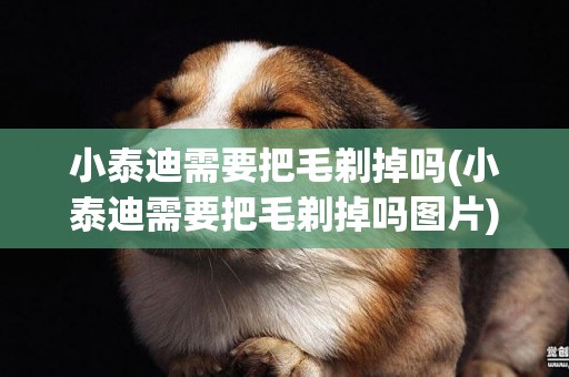 小泰迪需要把毛剃掉嗎(小泰迪需要把毛剃掉嗎圖片)