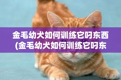 金毛幼犬如何訓練它叼東西(金毛幼犬如何訓練它叼東西走路)