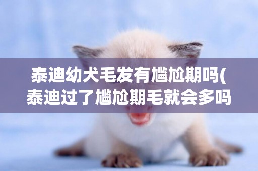泰迪幼犬毛發有尷尬期嗎(泰迪過了尷尬期毛就會多嗎)