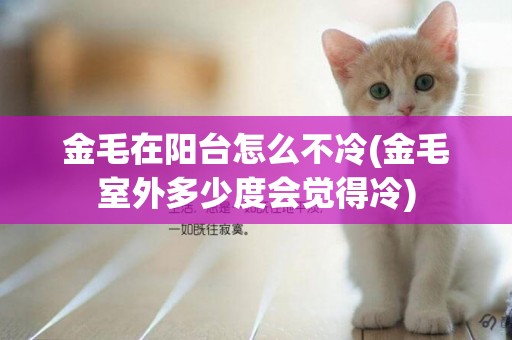 金毛在陽臺怎么不冷(金毛室外多少度會覺得冷)