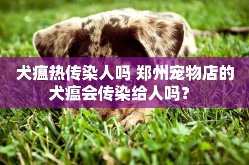 犬瘟熱傳染人嗎 鄭州寵物店的犬瘟會傳染給人嗎？ 