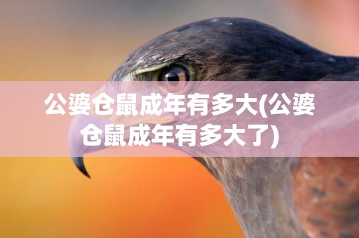 公婆倉鼠成年有多大(公婆倉鼠成年有多大了)
