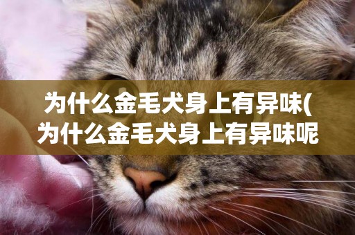 為什么金毛犬身上有異味(為什么金毛犬身上有異味呢)