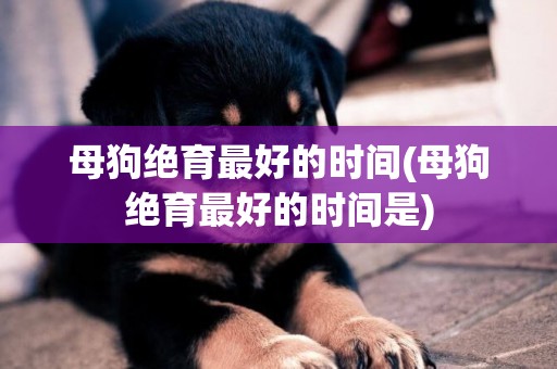 母狗絕育最好的時間(母狗絕育最好的時間是)