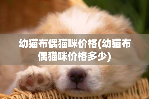 幼貓布偶貓咪價格(幼貓布偶貓咪價格多少)