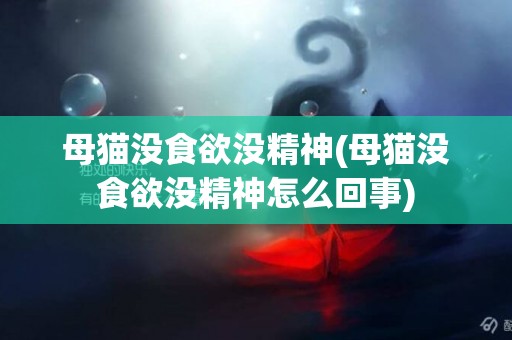 母貓沒食欲沒精神(母貓沒食欲沒精神怎么回事)