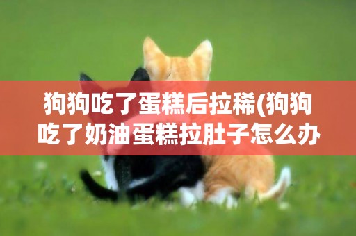 狗狗吃了蛋糕后拉稀(狗狗吃了奶油蛋糕拉肚子怎么辦)