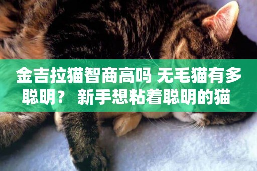 金吉拉貓智商高嗎 無毛貓有多聰明？ 新手想粘著聰明的貓 
