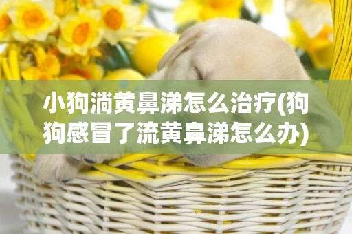 小狗淌黃鼻涕怎么治療(狗狗感冒了流黃鼻涕怎么辦)