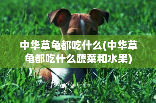 中華草龜都吃什么(中華草龜都吃什么蔬菜和水果)
