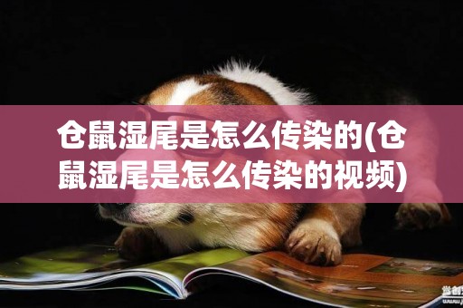 倉鼠濕尾是怎么傳染的(倉鼠濕尾是怎么傳染的視頻)