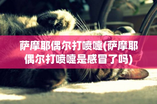 薩摩耶偶爾打噴嚏(薩摩耶偶爾打噴嚏是感冒了嗎)