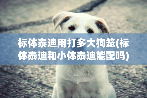 標體泰迪用打多大狗籠(標體泰迪和小體泰迪能配嗎)
