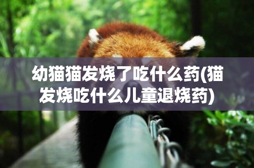 幼貓貓發燒了吃什么藥(貓發燒吃什么兒童退燒藥)