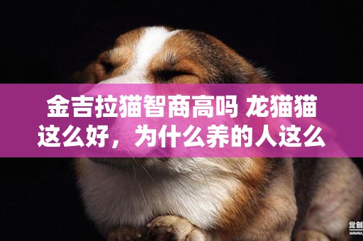金吉拉貓智商高嗎 龍貓貓這么好，為什么養的人這么少？這5點要命 