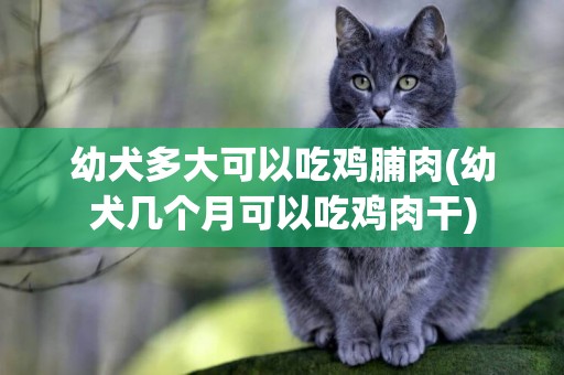 幼犬多大可以吃雞脯肉(幼犬幾個月可以吃雞肉干)