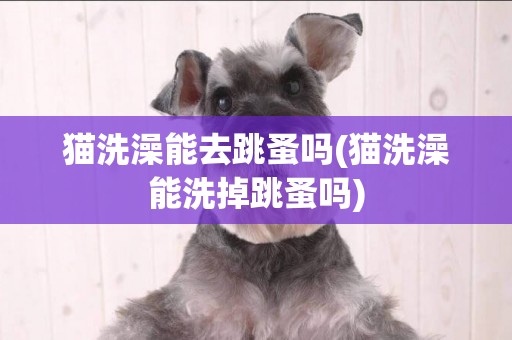 貓洗澡能去跳蚤嗎(貓洗澡能洗掉跳蚤嗎)