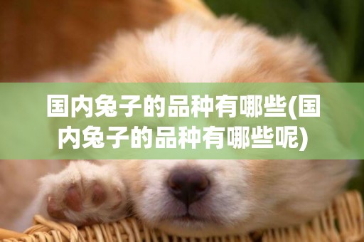 國內兔子的品種有哪些(國內兔子的品種有哪些呢)