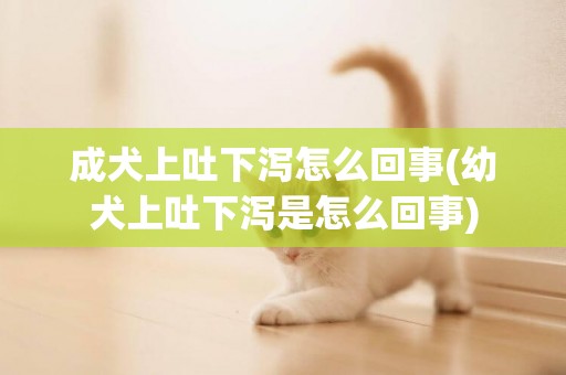 成犬上吐下瀉怎么回事(幼犬上吐下瀉是怎么回事)