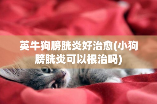 英牛狗膀胱炎好治愈(小狗膀胱炎可以根治嗎)