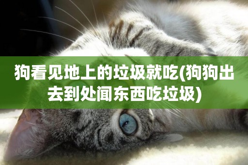 狗看見地上的垃圾就吃(狗狗出去到處聞東西吃垃圾)