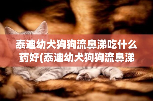 泰迪幼犬狗狗流鼻涕吃什么藥好(泰迪幼犬狗狗流鼻涕吃什么藥好的快)