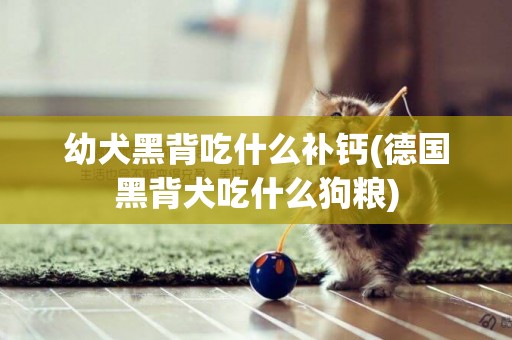 幼犬黑背吃什么補鈣(德國黑背犬吃什么狗糧)