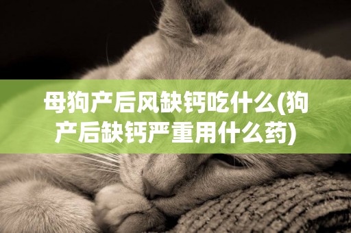 母狗產后風缺鈣吃什么(狗產后缺鈣嚴重用什么藥)