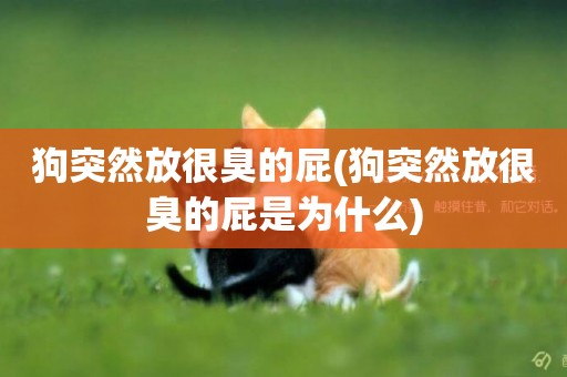 狗突然放很臭的屁(狗突然放很臭的屁是為什么)