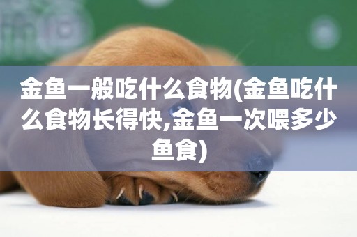 金魚一般吃什么食物(金魚吃什么食物長得快,金魚一次喂多少魚食)