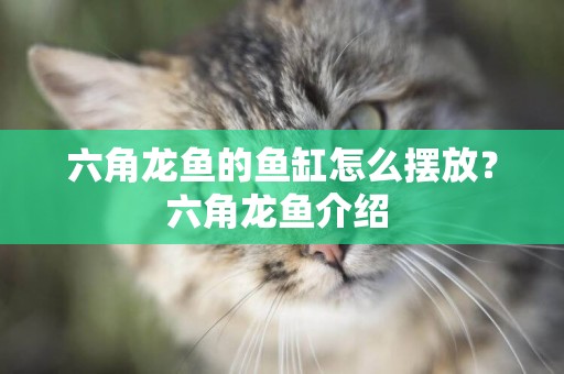 六角龍魚的魚缸怎么擺放？六角龍魚介紹 
