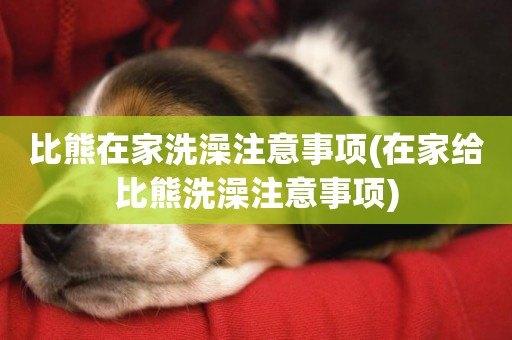 比熊在家洗澡注意事項(在家給比熊洗澡注意事項)