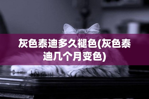 灰色泰迪多久褪色(灰色泰迪幾個月變色)
