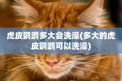 虎皮鸚鵡多大會洗澡(多大的虎皮鸚鵡可以洗澡)