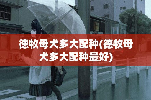 德牧母犬多大配種(德牧母犬多大配種最好)