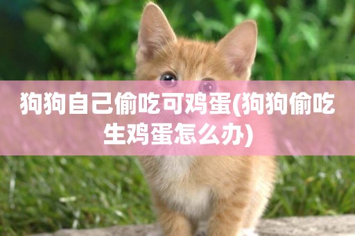 狗狗自己偷吃可雞蛋(狗狗偷吃生雞蛋怎么辦)