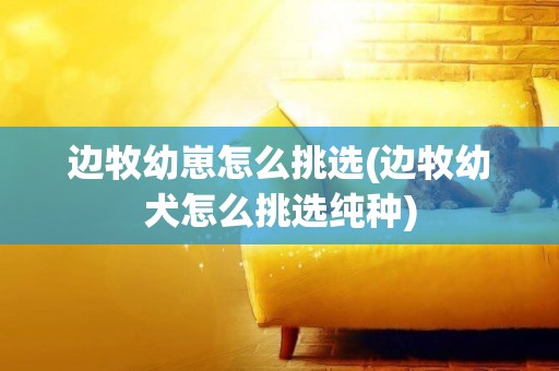 邊牧幼崽怎么挑選(邊牧幼犬怎么挑選純種)
